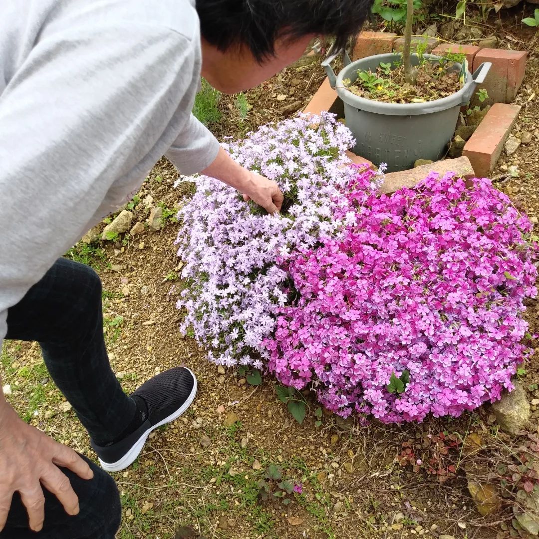 通所介護さざんか 野菜の収穫や美しい花々を楽しめる庭